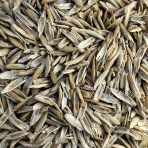 SEMILLAS DE RAIGRASS DIPLOIDE