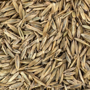 SEMILLAS DE RAIGRASS TETRAPLOIDE