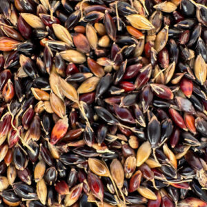 SEMILLAS DE SUDANGRASS