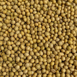 SOJA EN GRANOS NON GMO